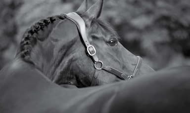 image of a horse insured by Equipage