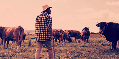 A farmer looking at his farm animals on the farm after having invested in a Hollard retirement annuity plan