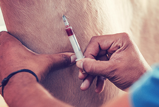 An equine veterinarian covered by Hollard horse insurance injecting a horse