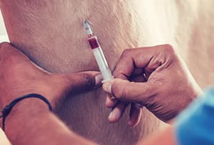 An equine veterinarian listening to a horse's heart beat, symbolising Hollard Equipage Critical Care Cover