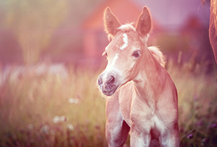 A foal covered by Hollard horse insurance standing in a field