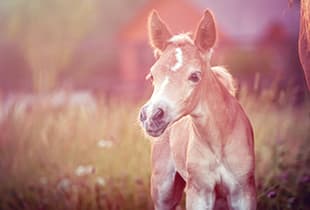 A foal covered by Hollard Equipage Foetus Cover standing in a field