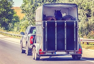A horse exiting a horsebox covered by Hollard Equipage Horsebox Cover