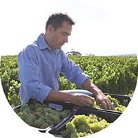 A Hollard Business Assurance client picking grapes from a vineyard.